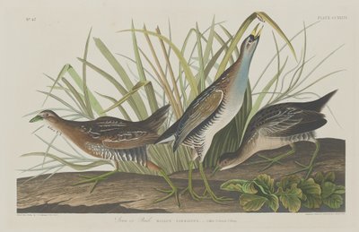 Sora or Rail by Robert Havell