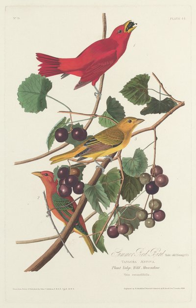 Summer Red Bird, 1828 by Robert Havell