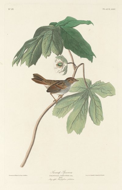 Swamp Sparrow by Robert Havell