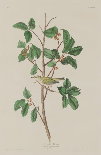 Tennessee Warbler by Robert Havell