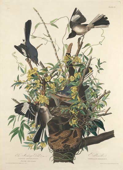 The Mocking Bird, 1827 by Robert Havell