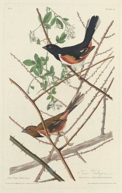 Towee Bunting by Robert Havell