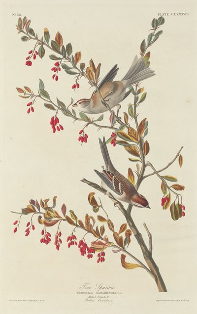 Tree Sparrow, 1834 by Robert Havell