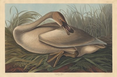 Trumpeter Swan by Robert Havell