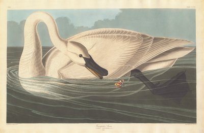 Trumpeter Swan, 1838 by Robert Havell