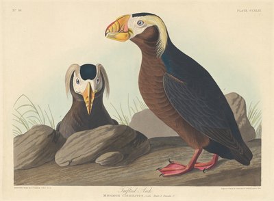 Tufted Auk by Robert Havell