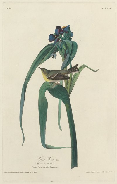 Vigors Vireo by Robert Havell