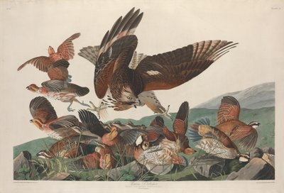 Virginian Partridge, 1830 by Robert Havell