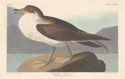 Wandering Shearwater, 1835 by Robert Havell