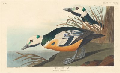 Western Duck by Robert Havell