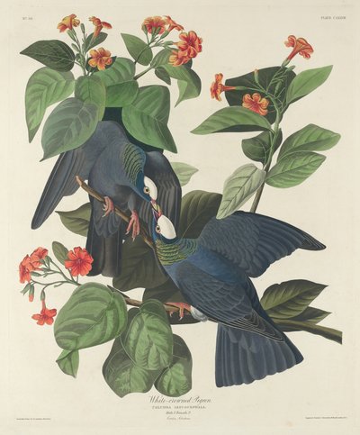 White-Crowned Pigeon, 1833 by Robert Havell