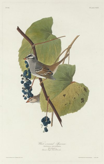 White-crowned Sparrow, 1831 by Robert Havell