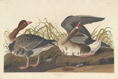 White-fronted Goose, 1836 by Robert Havell