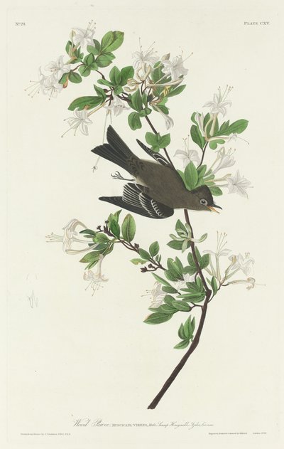 Wood Pewee by Robert Havell