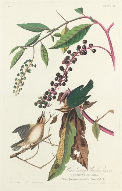 Worm-eating Warbler by Robert Havell