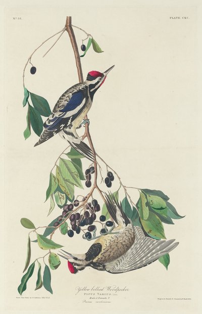Yellow-bellied Woodpecker by Robert Havell
