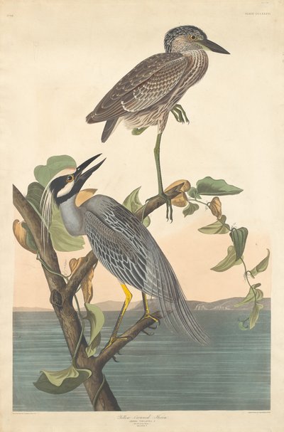 Yellow-crowned Heron by Robert Havell