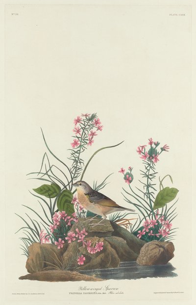 Yellow-winged Sparrow by Robert Havell