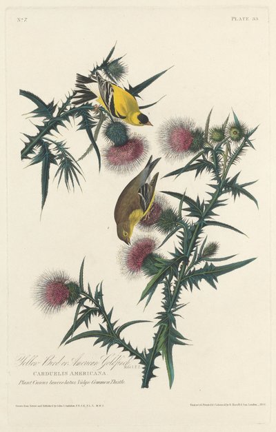 Yellow Bird or American Goldfinch by Robert Havell