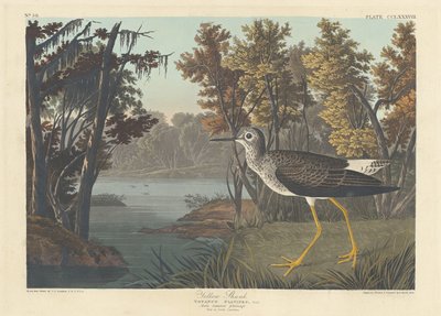 Yellow Shank, 1836 by Robert Havell