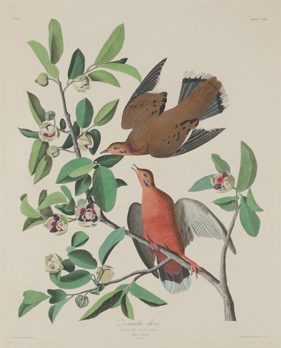 Zenaida Dove by Robert Havell