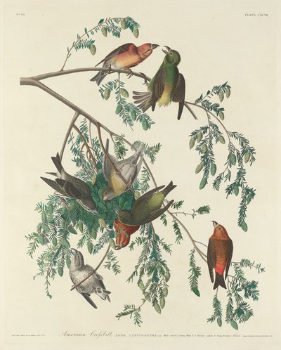 American Crossbill by Robert Havell after John James Audubon