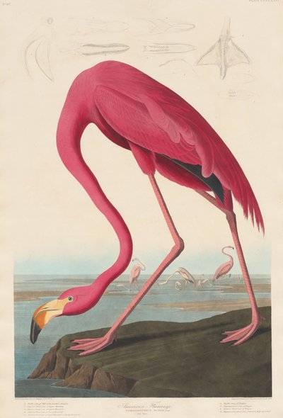 American Flamingo by Robert Havell after John James Audubon