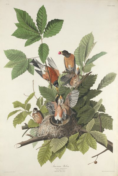 American Robin by Robert Havell after John James Audubon