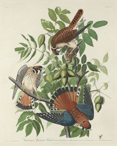 American Sparrow Hawk by Robert Havell after John James Audubon