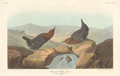 American Water Ouzel by Robert Havell after John James Audubon