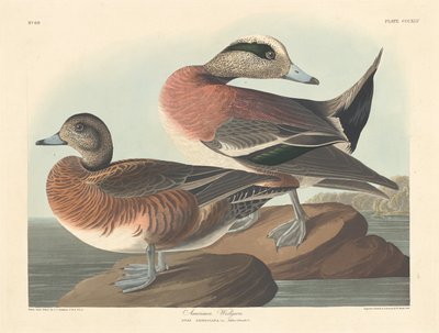 American Widgeon by Robert Havell after John James Audubon