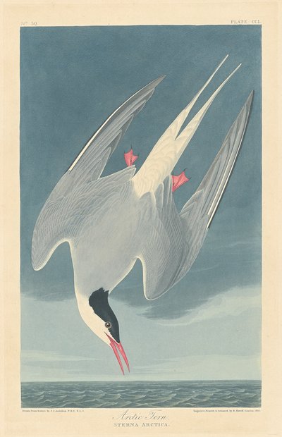 Arctic Tern by Robert Havell after John James Audubon