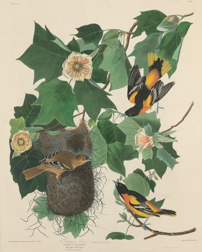 Baltimore Oriole by Robert Havell after John James Audubon