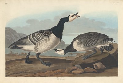 Barnacle Goose by Robert Havell after John James Audubon
