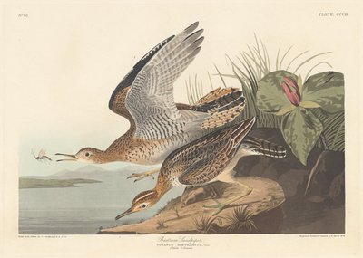 Bartram Sandpiper by Robert Havell after John James Audubon