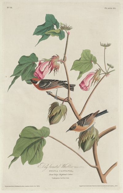 Bay-breasted Warbler by Robert Havell after John James Audubon