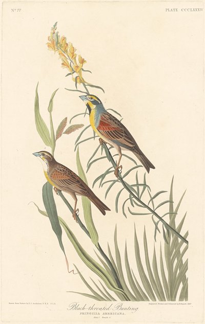 Black-throated Bunting by Robert Havell after John James Audubon