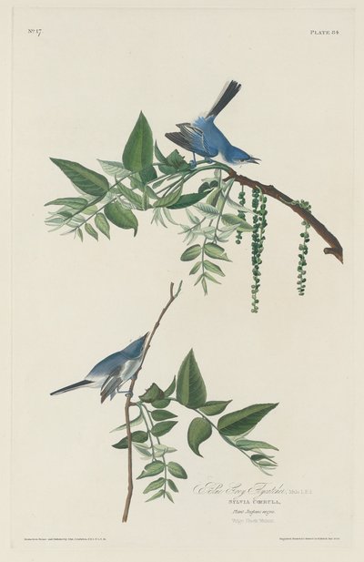 Blue-grey Flycatcher by Robert Havell after John James Audubon
