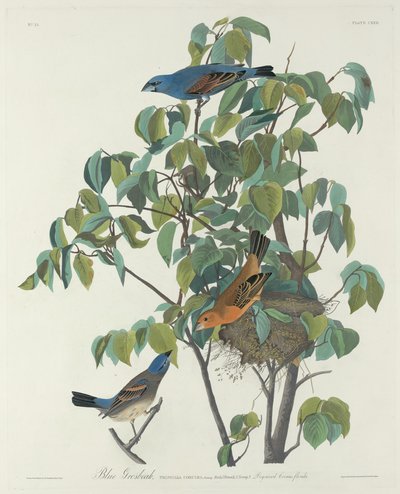 Blue Grosbeak by Robert Havell after John James Audubon