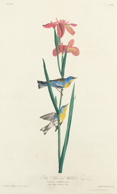 Blue Yellow-backed Warbler by Robert Havell after John James Audubon
