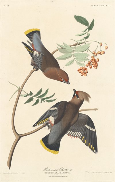 Bohemian Chatterer by Robert Havell after John James Audubon