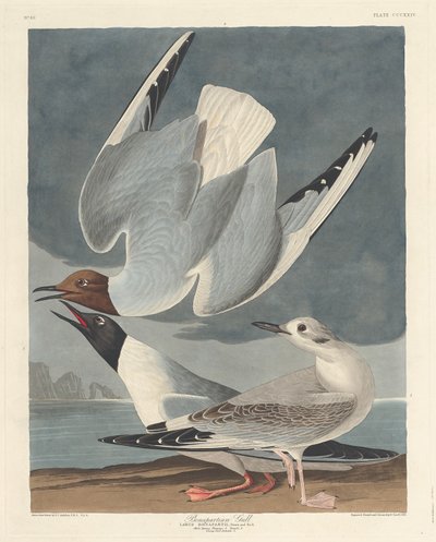 Bonapartian Gull by Robert Havell after John James Audubon