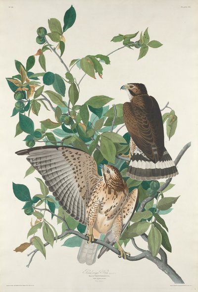 Broad-winged Hawk by Robert Havell after John James Audubon