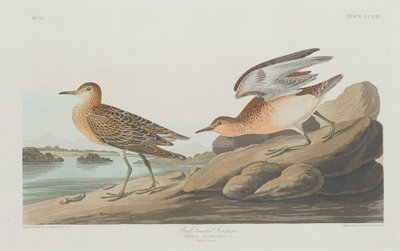Buff-breasted Sandpiper by Robert Havell after John James Audubon
