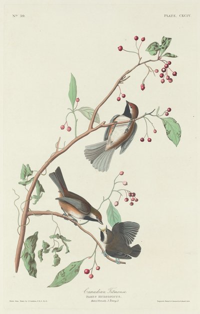 Canadian Titmouse by Robert Havell after John James Audubon