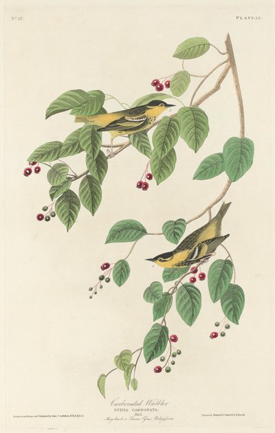 Carbonated Warbler by Robert Havell after John James Audubon