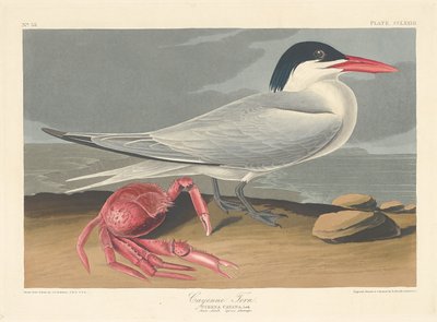 Cayenne Tern by Robert Havell after John James Audubon