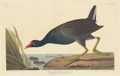 Common Gallinule by Robert Havell after John James Audubon