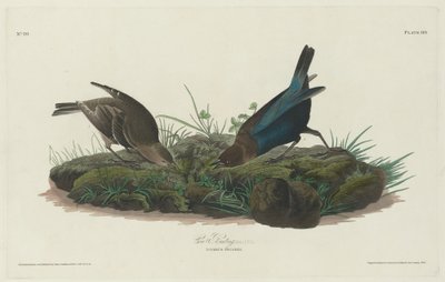 Cow Bunting by Robert Havell after John James Audubon