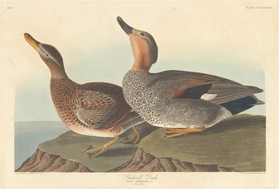 Gadwall Duck by Robert Havell after John James Audubon